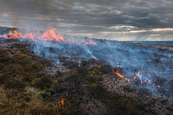 New report should herald a transformational moment in our view of prescribed burning
Henrietta Appleton, GWCT Policy Officer, brings us new evidence on heather burning.
Read more here gamekeeperstrust.org.uk/post/new-repor…