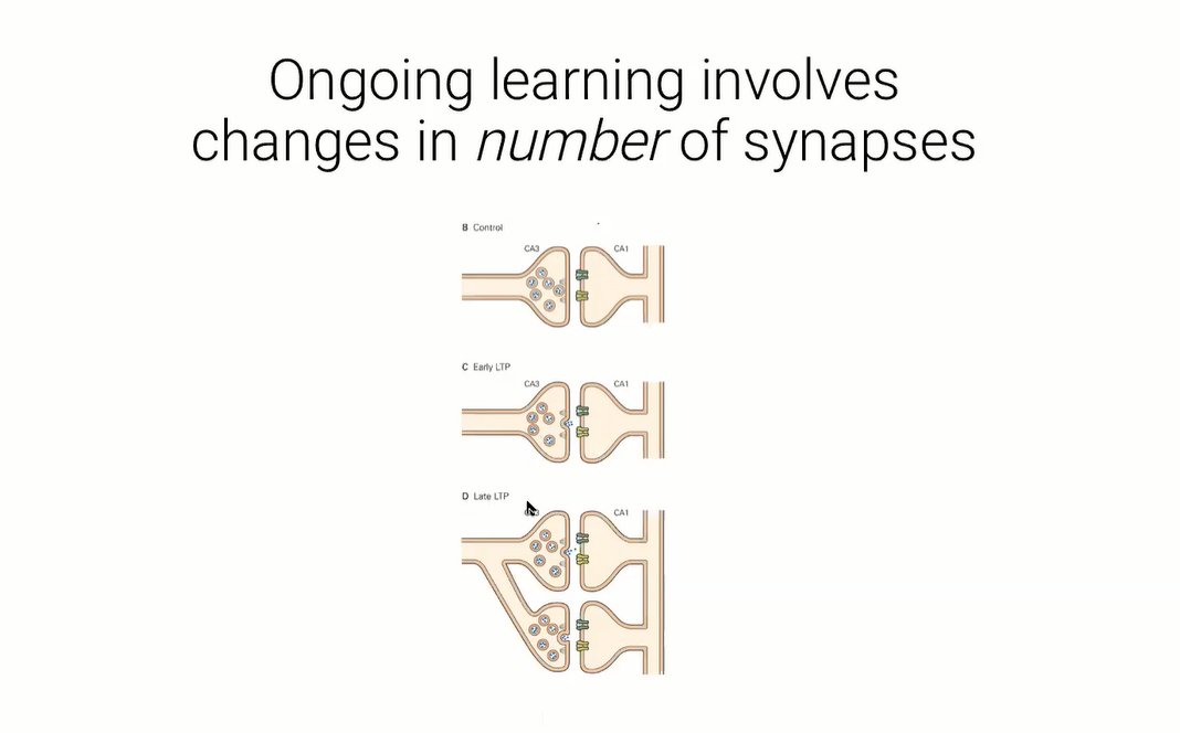Smousali1974's tweet photo. Learning has a very real effect on neurons: It makes it easier for them to fire and to continue firing. There are approximately a thousand trillion synapses in the brain, #learning https://t.co/Dhj5JwWrup