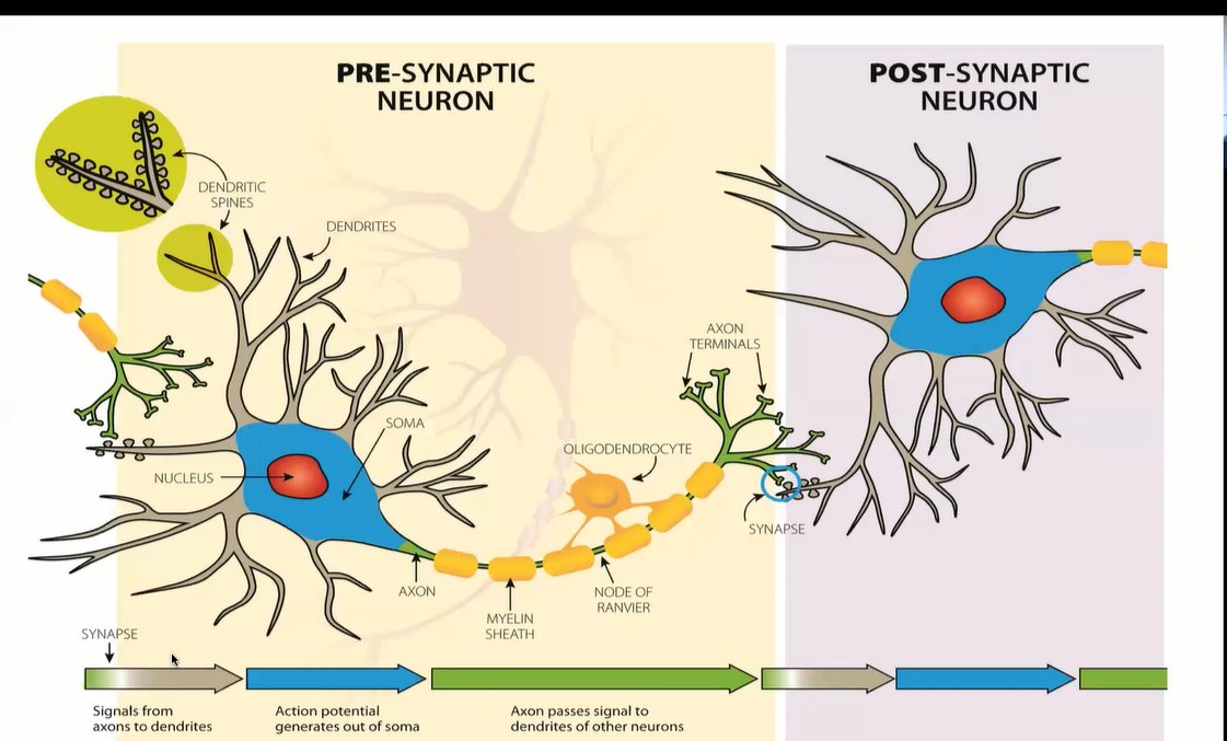 Smousali1974's tweet photo. Learning has a very real effect on neurons: It makes it easier for them to fire and to continue firing. There are approximately a thousand trillion synapses in the brain, #learning https://t.co/Dhj5JwWrup