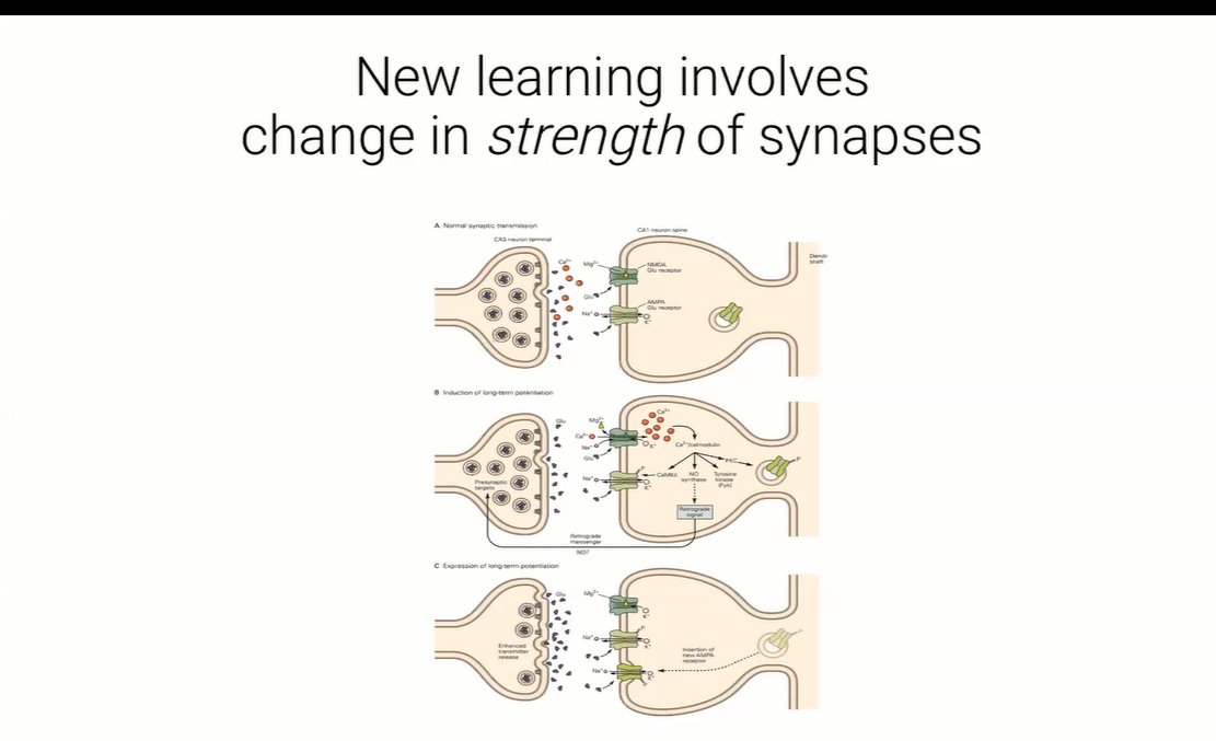 Smousali1974's tweet photo. Learning has a very real effect on neurons: It makes it easier for them to fire and to continue firing. There are approximately a thousand trillion synapses in the brain, #learning https://t.co/Dhj5JwWrup