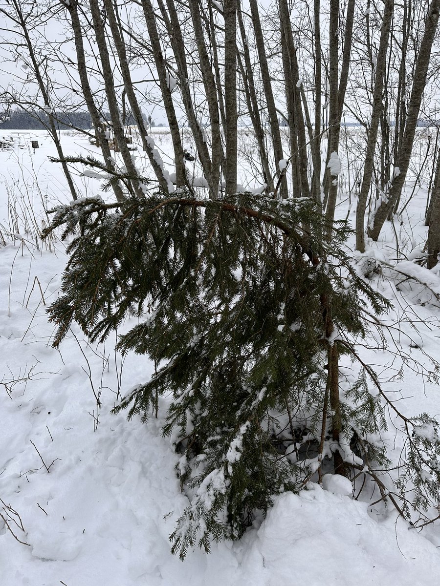 kermo's tweet image. Selliste talvedega kaob metsakasvatamise isu ära. Sula lumi on pea kõik kuuse ladvad vastu maad painanud.