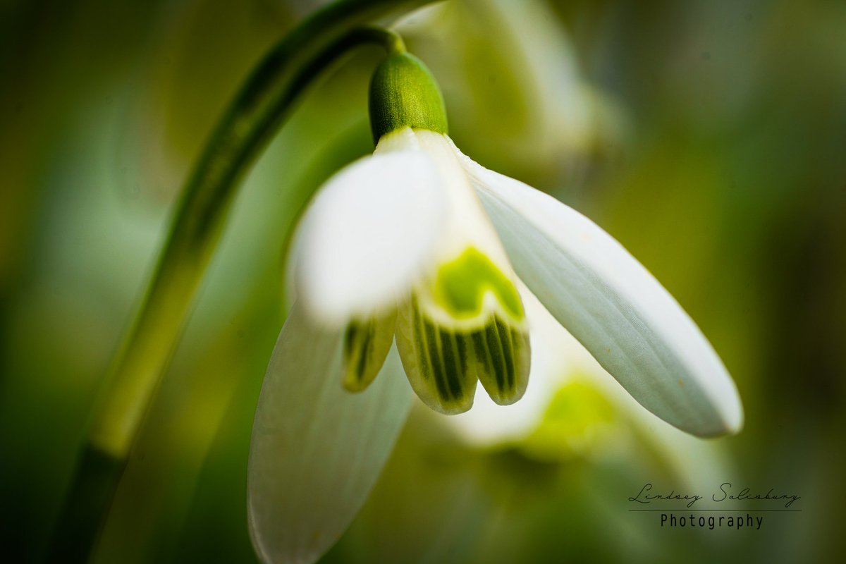 RT @LindseySalis: I do love snowdrop season, beautiful little flowers 🤍💚🤍 a sign that spring is on its way #Snowdrops #Macro #NaturePhotography #SonyAlpha #Flowers #flowerphotography #macrophotography #NatureBeauty #rawphotography