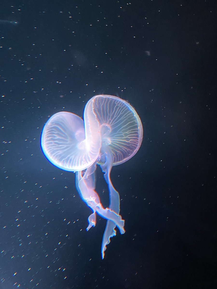 memedollv's tweet photo. 京都水族館行って来た〜癒されるね💕
胃が6つのクラゲ見つけたよ！しかもいい感じにライトアップされてる！
幸せ訪れますように✨
#京都水族館　#クラゲ https://t.co/4TymJhEPEW