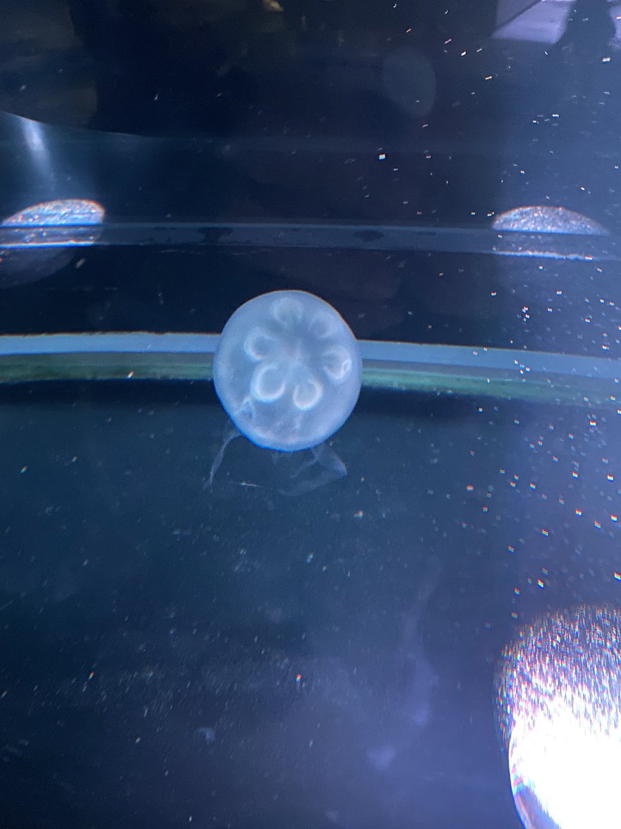 memedollv's tweet photo. 京都水族館行って来た〜癒されるね💕
胃が6つのクラゲ見つけたよ！しかもいい感じにライトアップされてる！
幸せ訪れますように✨
#京都水族館　#クラゲ https://t.co/4TymJhEPEW