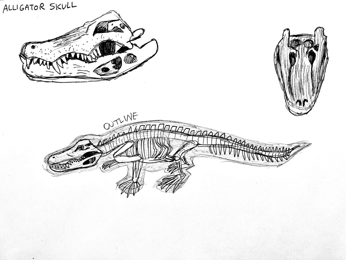Tomjarobz93's tweet photo. #flashbackfriday
Some alligator and python studies I did in November 2020 for @USW_Animation . #drawing #animalstudies #illustration #lifedrawing #alligator #fineliner #americanalligator #burmesepython #invasiveanimals #florida #everglades #floridaeverglades #skeleton #reptiles https://t.co/w7bxI69S8X