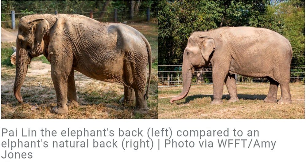CitysFElephants's tweet image. 🐘#Elephant ’s back caves in after 25 years of tourist rides in Thailand

Photographs show that Pai Lin’s spine, which should naturally be rounded and raised, is caved in and sunken from the heavy weight of repeated work. 1/2

👓
thethaiger.com/hot-news/touri…

#Donotrideelephant