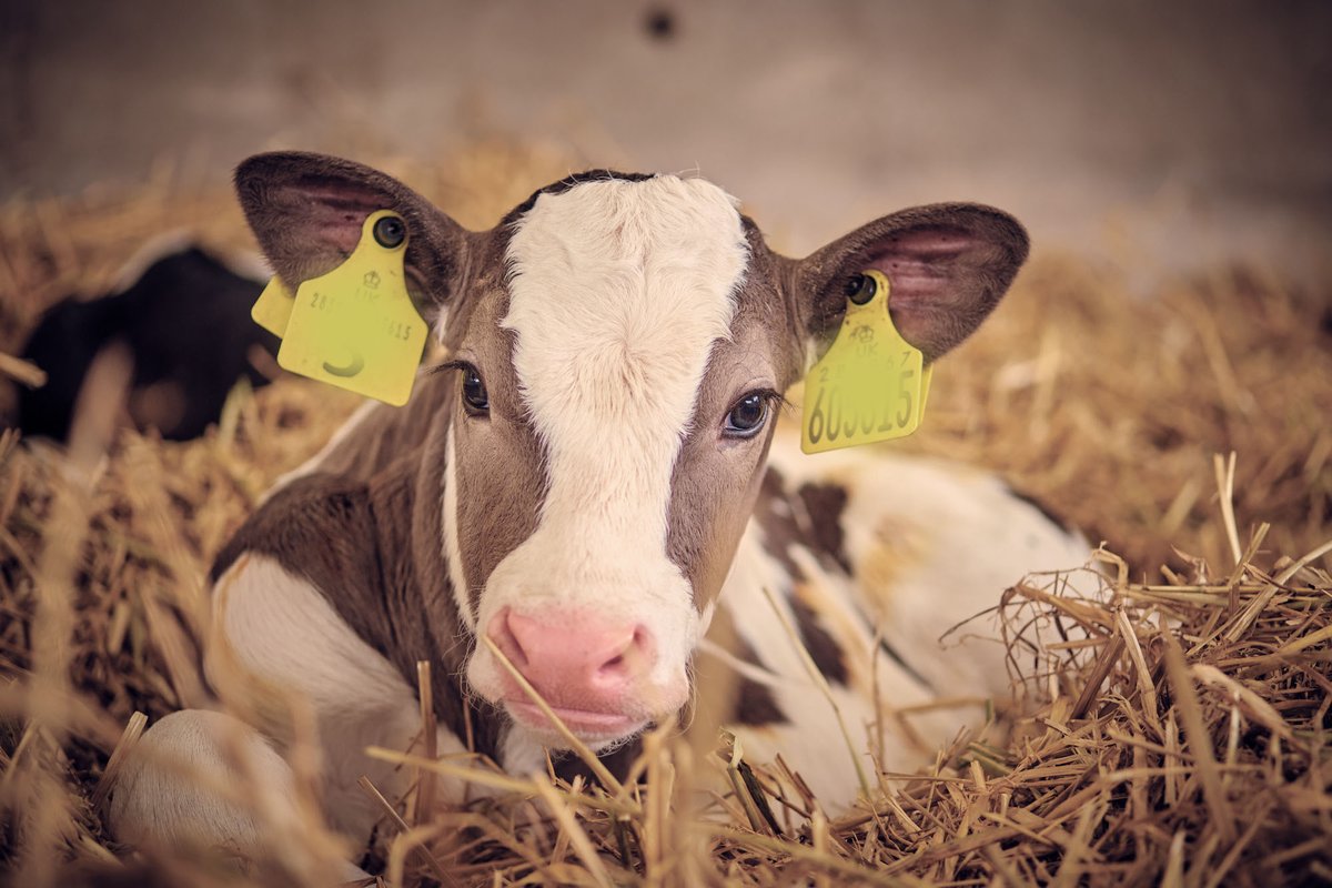AHDB_Dairy's tweet photo. Two great events next week if you're SW based:

- Tuesday: Calf Heath &amp; Performance, Cornwall with Emma Stack @FocusFarmVets &amp; @ann_coombes: https://t.co/gBPs36uXYe
- Wednesday: Undersowing maize, Somerset with @wessexwater &amp; Catchment Sensitive Farming: https://t.co/VRbHDJrhpM https://t.co/kT8fHff2t1