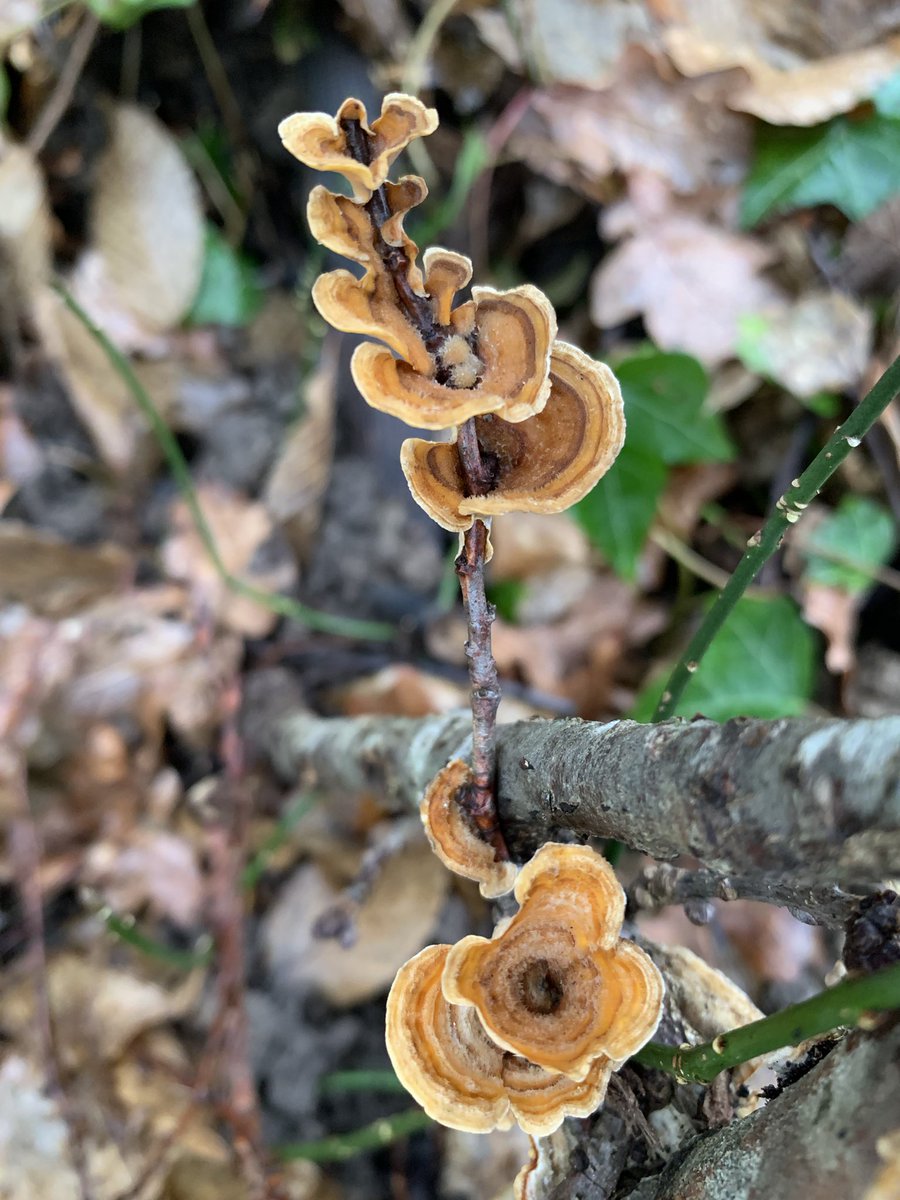 PensievePensine's tweet photo. Happy #FungiFriday everyone 🍄
#mushrooms #fungi #pilze #vitaminN https://t.co/A3lQ7lZV3V