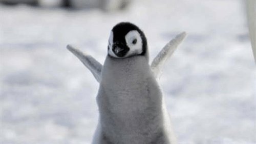 penguinkubo's tweet photo. Be a piece of peace. ✌️ Tomorrow is weekend you know it ????? https://t.co/VunF8s35O4