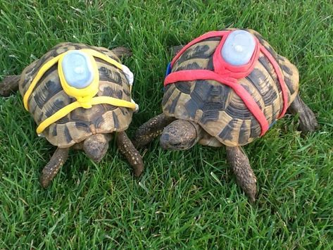 Track your pet tortoises🪢
#tortoise #tortoiselife #tortoiselove #tracktortoise #fyp #viralpost