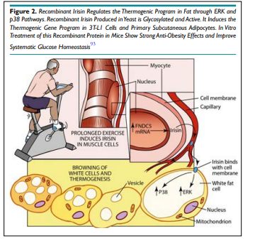 "Importance of Simultaneous Treatment of Obesity and Diabetes Mellitus...." by Kulvinder Kochar Kaur, MD [ISSN 2377-8385]

Read the full article here: bit.ly/3Hdz1wS

Submit your manuscript:bit.ly/3GNx61Q

#openventio #OpenAccess #Diabesity #Lifestyle #Metformin