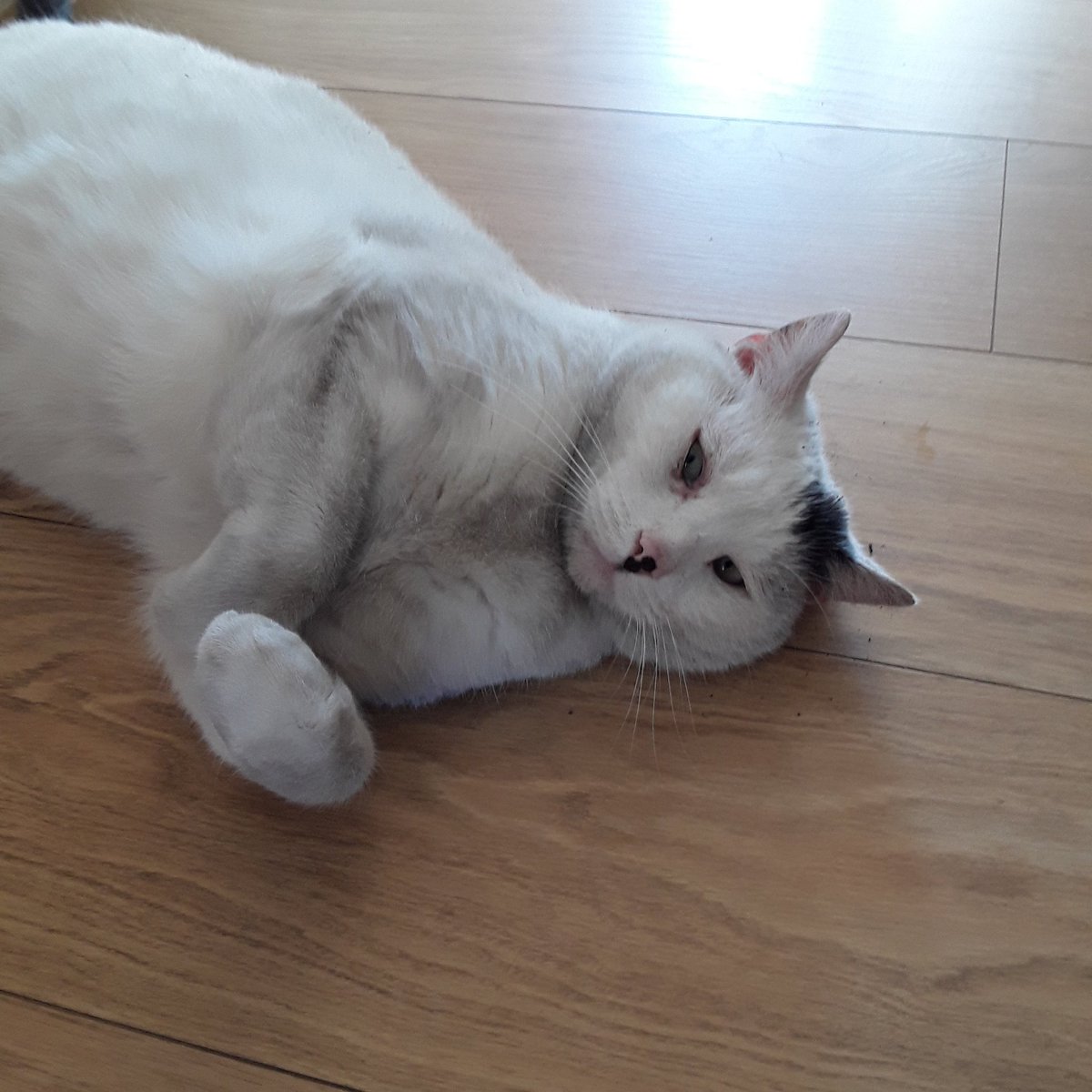 LisaCla29002177's tweet photo. @archie_pen @PoppyAndMolly2 Hee hee muddy paws Auntie Penny then straight on the bed. 😜😜😜😹😹😹🐾🐾🐾🐾🐾🐾🐾I do like a paw trail in the house ! And I do like getting #McGrubby 😹😹😹😹😹 https://t.co/0pJAUvtRM9