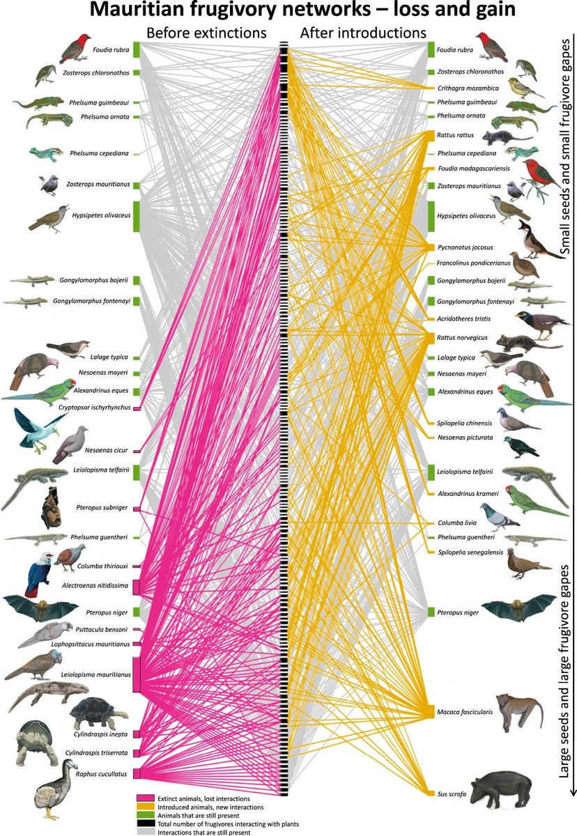 We have just published in <a href="/NatureComms/">Nature Communications</a> on plant-frugivore interactions in Mauritius. New non-native seed predator interactions are unlikely to compensate for seed-disperser extinction. Led by <a href="/JuliaHHeinen/">Dr. Julia Heinen</a>. <a href="/Macroecology/">CMEC</a> <a href="/mkborregaard/">Michael Borregaard</a> <a href="/clbaider/">Claudia Baider</a> #extinction
rdcu.be/c6drb