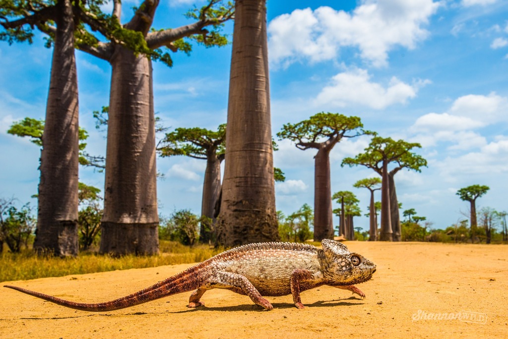 As a passionate reptile lover, witnessing this scene was a huge treat for me! As the largest chameleon in Madagascar, the aptly named Giant Malagasy Chameleon cautiously crossed a dirt road in a famous part of Madagascar known as Avenue of the Baobabs. I laid down on the roa…