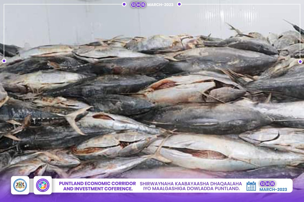 Kaluunka Waxaa uu kamid yahay Kheyraadka uu Dalkeenu Hodanka ku yahay oo uu baahan in laga faaidaysto oo Maalgashi lagu sameeyo.

#peicic2023
#March2023 
#kheyraadkadalkeena