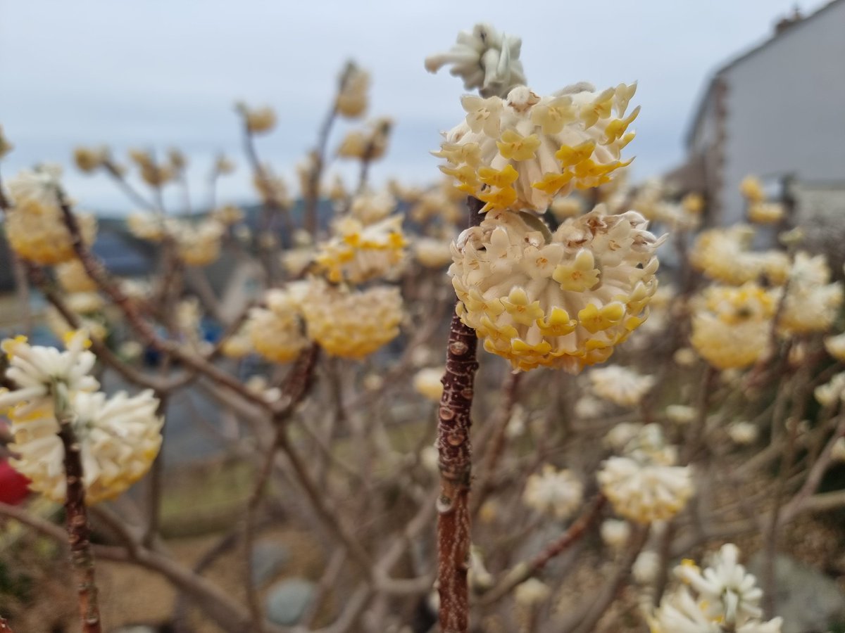 Jamiewa50042387's tweet photo. Most definitely #Fragrantfriday with this beut ,the smell was divine and looks fantastic, Edgeworthia Chrisantha bliss ,happy Friday all ๐ https://t.co/Q5n5wFojBf