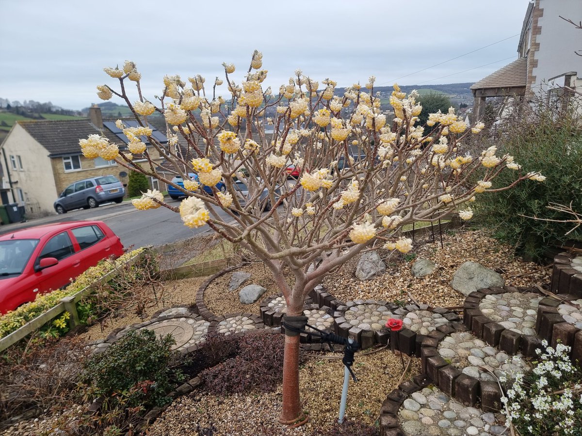 Jamiewa50042387's tweet photo. Most definitely #Fragrantfriday with this beut ,the smell was divine and looks fantastic, Edgeworthia Chrisantha bliss ,happy Friday all ๐ https://t.co/Q5n5wFojBf
