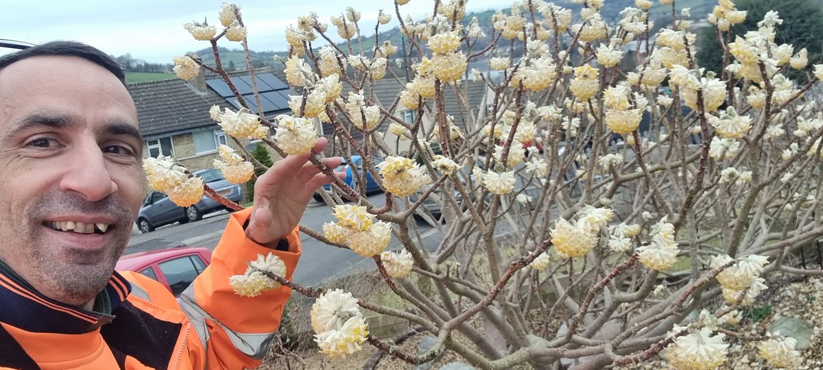 Jamiewa50042387's tweet photo. Most definitely #Fragrantfriday with this beut ,the smell was divine and looks fantastic, Edgeworthia Chrisantha bliss ,happy Friday all ๐ https://t.co/Q5n5wFojBf