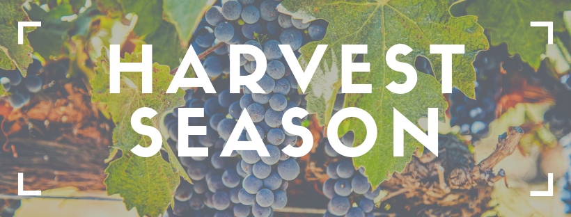 SaracenEstates's tweet photo. 2023 Margaret River harvest has begun with mostly Chardonnay.  Autumn sale coming soon! https://t.co/Ej1I5yquY8 https://t.co/Y9p6qElXYh