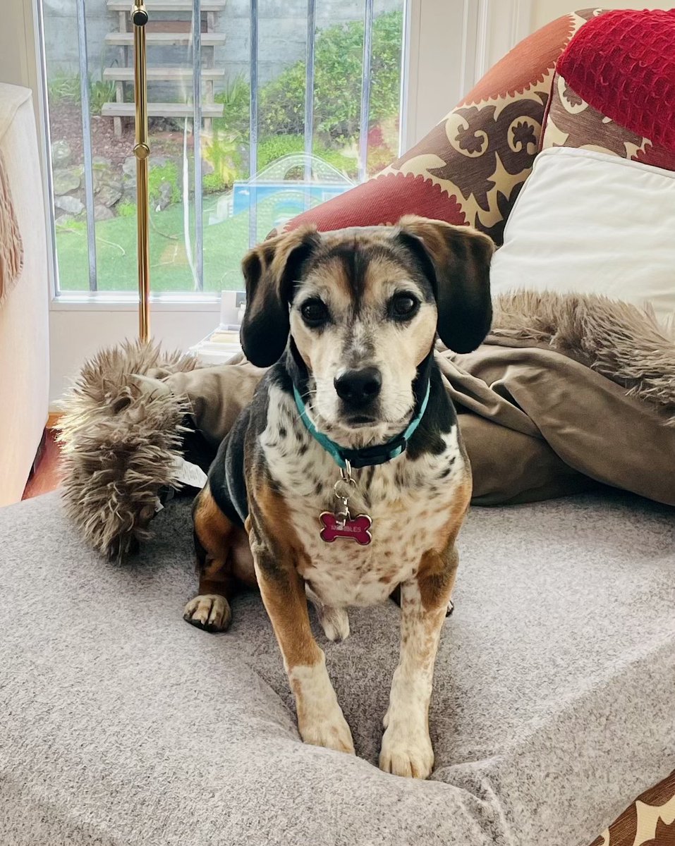 Where are you going with that suitcase? Can I come? #dogsarelove