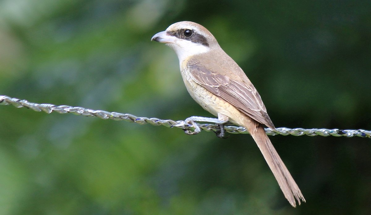 Isuru Ranasingha tweet media