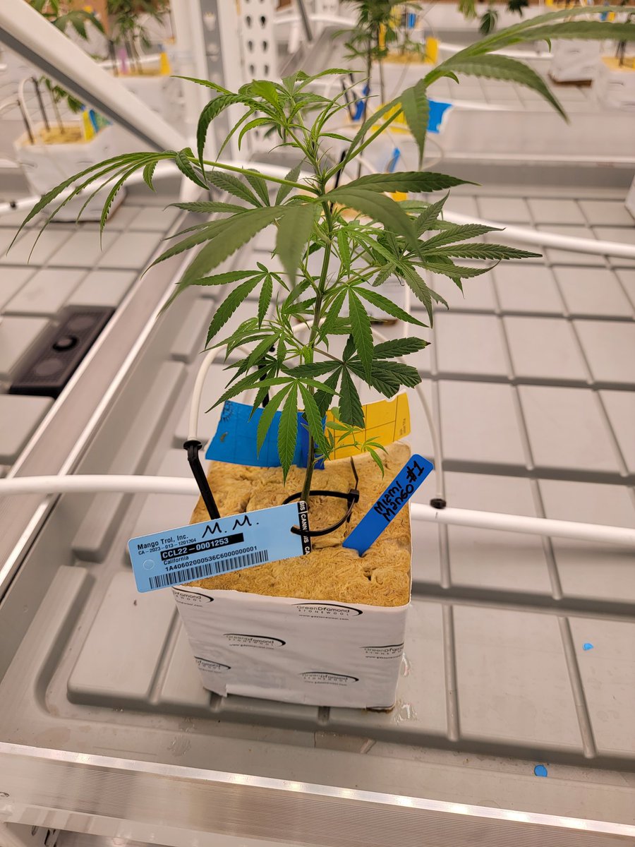 Miami Mango Cannabis🦩🥭 tweet media