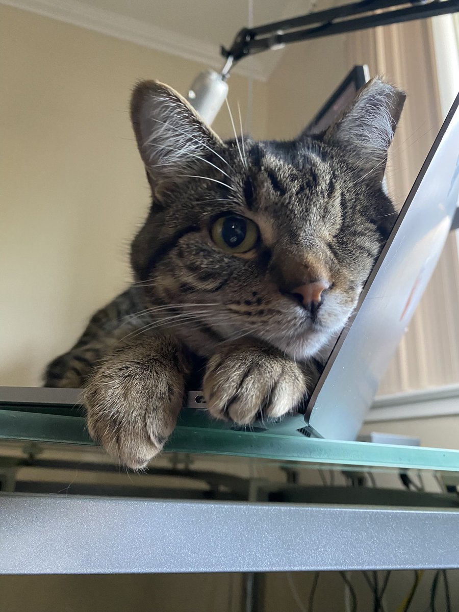 glennbick's tweet photo. @lizzzzzielogan All cats are perfect https://t.co/1cThpw7gou