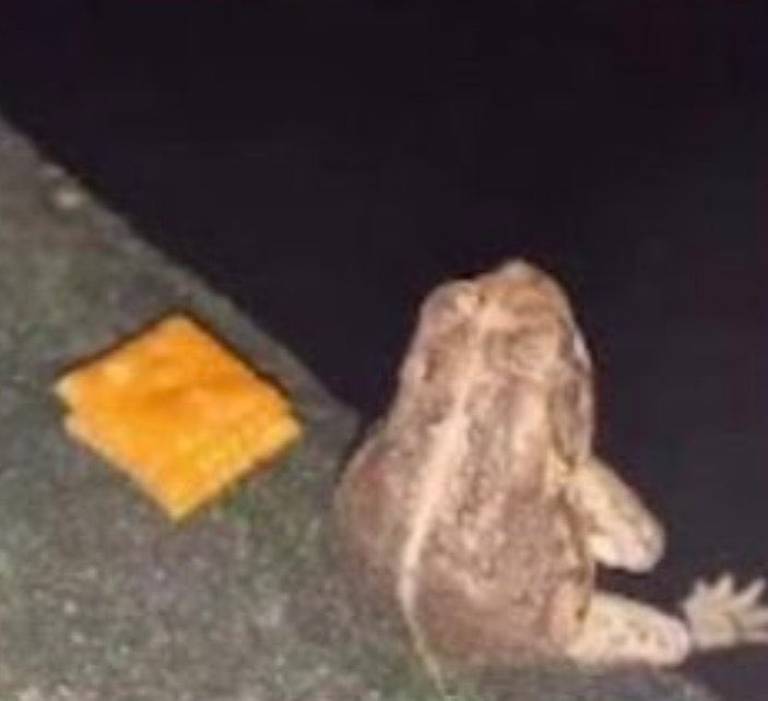 it's hard to explain, but sometimes i feel like a sad toad looking out on the water with three (3) cheese itz