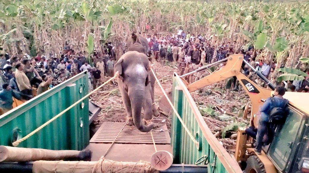 கோவை பேரூரில் நேற்று மாலை 4 மணிக்கு மயக்க ஊசி செலுத்தப்பட்ட நிலையில் தற்போது வரை 15 மணி நேரம் மயக்கத்திலேயே  உள்ள மக்னா யானையை, எங்கே விடுவது? என தெரியாமல் லாரியில் ஊர் ஊராக சுற்றி வருகின்றனர். உடனடி நடவடிக்கை தேவை.@MMathiventhan @supriyasahuias #TNForest #saveelephant