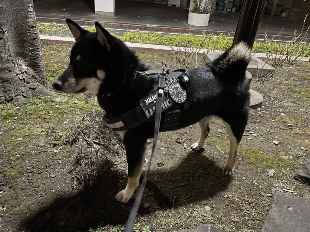 tokidoki_boku's tweet photo. よるんぽの安全対策に、ユリウスK9のLEDライトを装着✨

ベルクロで取り付けも簡単、しっかり固定も出来、光もめっちゃ強くて、遠くからの視認性もバッチリ👍

#ユリウスk9
#juliusk9
#safetyflashlight
#ledライト 
#colinate 
#夜散歩の安全対策 
#よるんぽ
#犬の散歩グッズ
#柴犬との暮らし https://t.co/tXSjP8Od3O
