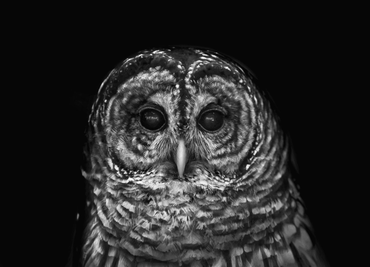 Crystal_l_Cook's tweet photo. During a evening hike this beautiful Barred Owl popped out from brush. What a lovely animal... 

#owl #wildlifephotography #nature #NaturePhotography #beauty #canon #fyp #foryou #twitter  
@CanonUSA https://t.co/vGJeJuSgLU
