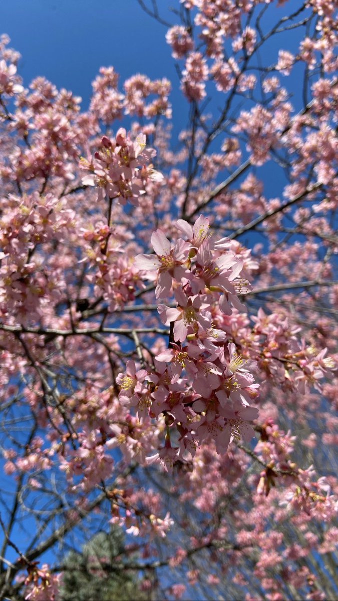 It’s blooming🌸❤️ #cherryblossom