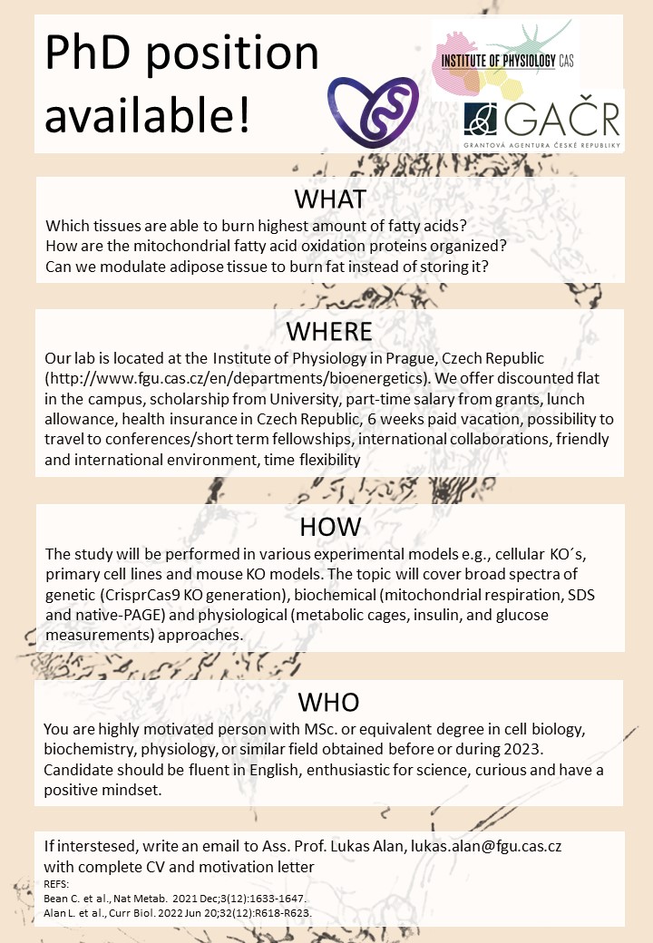 We are looking for a PhD student. The project will focus on the mitochondrial fatty acid oxidation and browning of white adipose tissue in Prague! #mitochondria #researchjobs <a href="/mitojobs/">mitojobs</a>