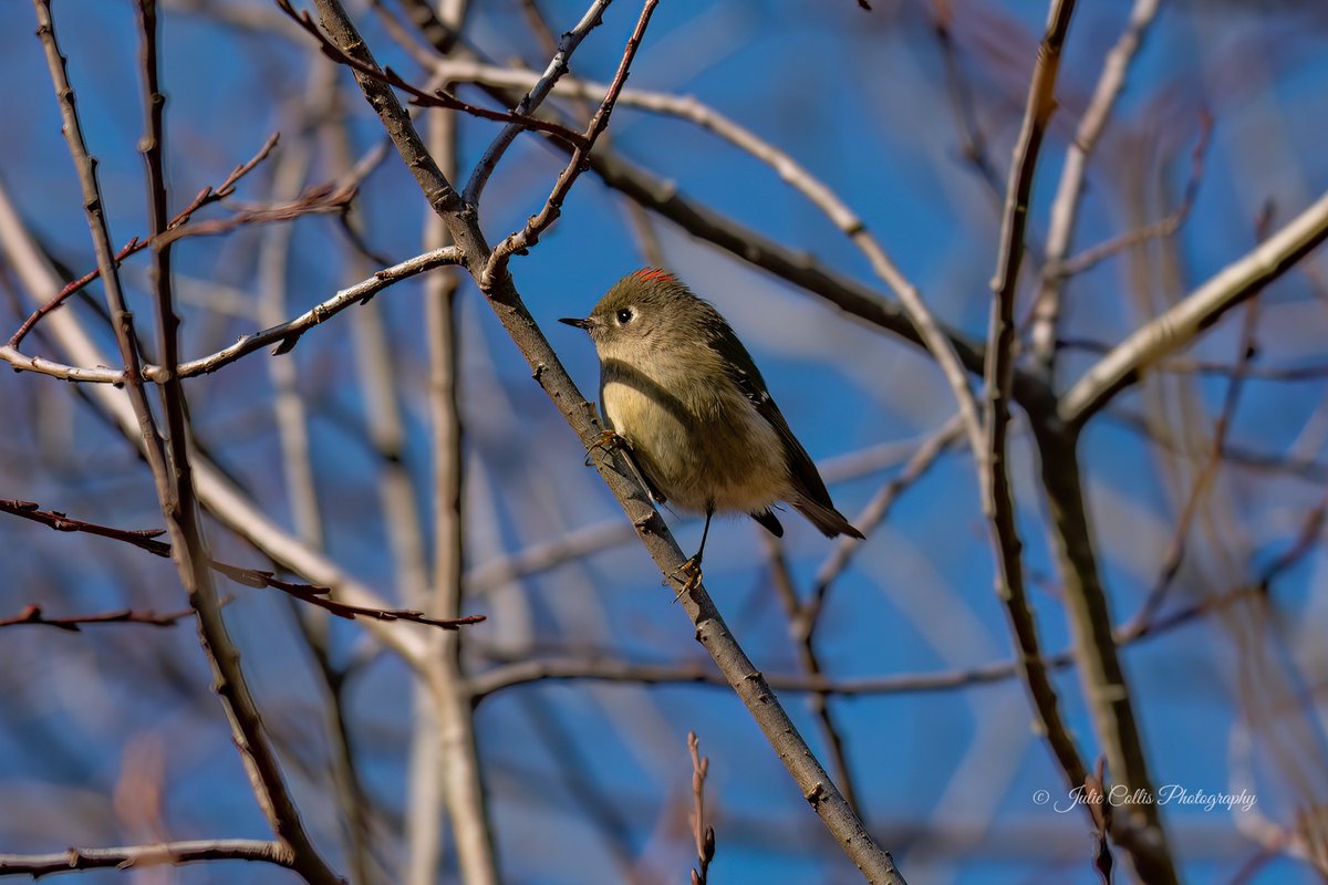 jcollis01's tweet photo. A Ruby-crowned Kinglet trying to get my attention and flashing his red crest at me.
#kinglet #rubycrowne #birds #birdphotography #birdsoftwitter #wildlife #wildlifephotography #vancouverisland @CanadianPhotog1 @BirdsBountiful @ExploreCanada @ExploreBC https://t.co/L1kjytR4jT