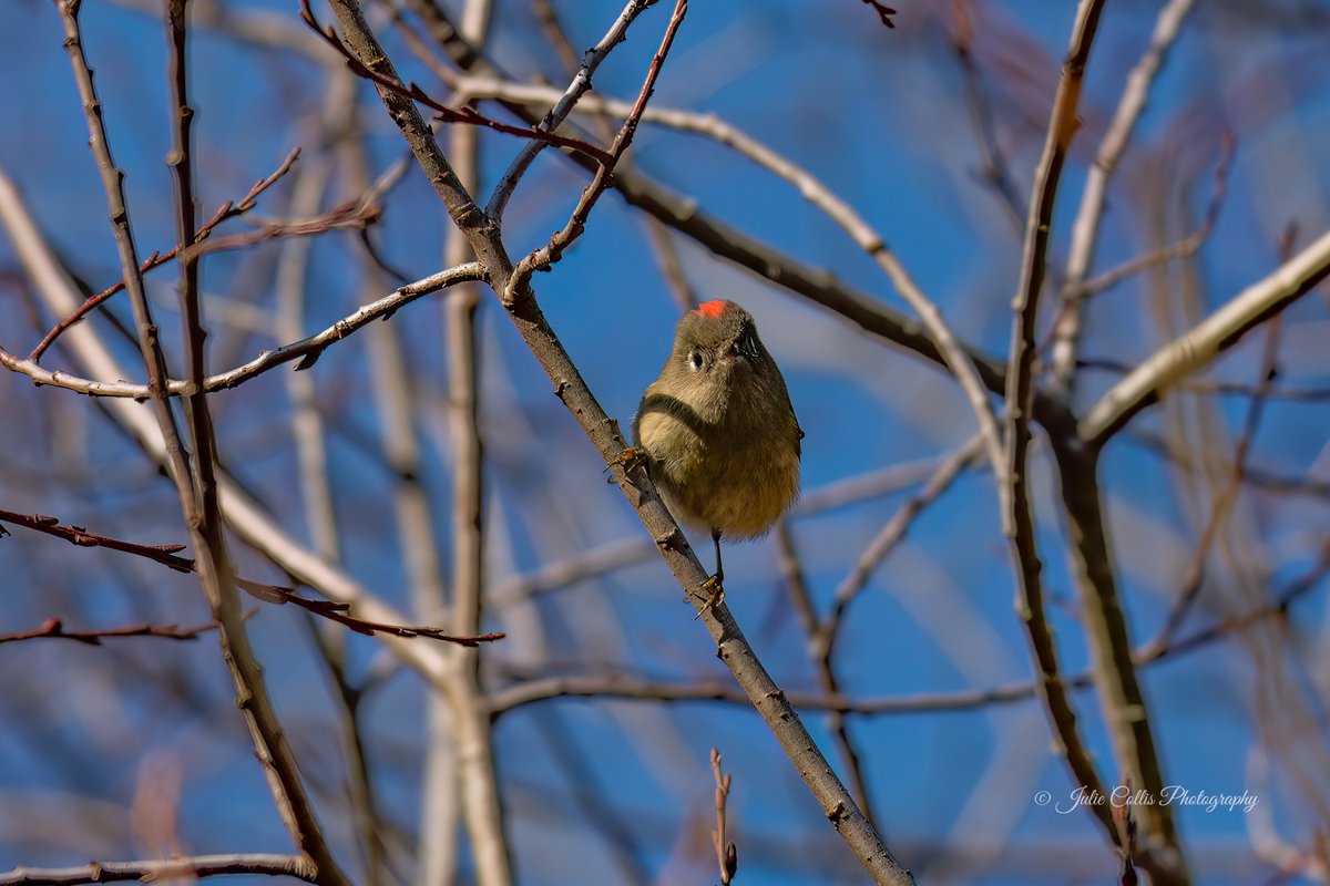 jcollis01's tweet photo. A Ruby-crowned Kinglet trying to get my attention and flashing his red crest at me.
#kinglet #rubycrowne #birds #birdphotography #birdsoftwitter #wildlife #wildlifephotography #vancouverisland @CanadianPhotog1 @BirdsBountiful @ExploreCanada @ExploreBC https://t.co/L1kjytR4jT