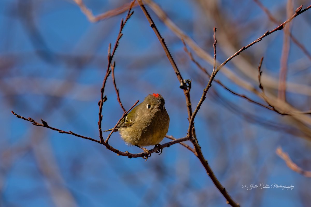 jcollis01's tweet photo. A Ruby-crowned Kinglet trying to get my attention and flashing his red crest at me.
#kinglet #rubycrowne #birds #birdphotography #birdsoftwitter #wildlife #wildlifephotography #vancouverisland @CanadianPhotog1 @BirdsBountiful @ExploreCanada @ExploreBC https://t.co/L1kjytR4jT