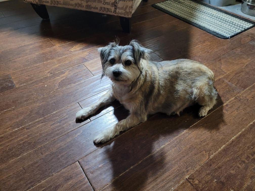 Phoebe had two spa days. One for a haircut and two to make her toe beans healthy.