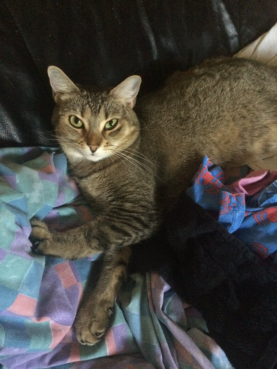 <a href="/DomainDoris/">Doris McFloofle</a> I now be your furriend cuz that pic is adorable!!! I’m Puma!💕🐾