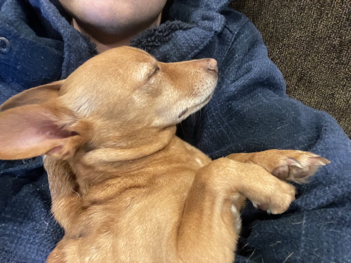 Most recent pic of my Chihuahua