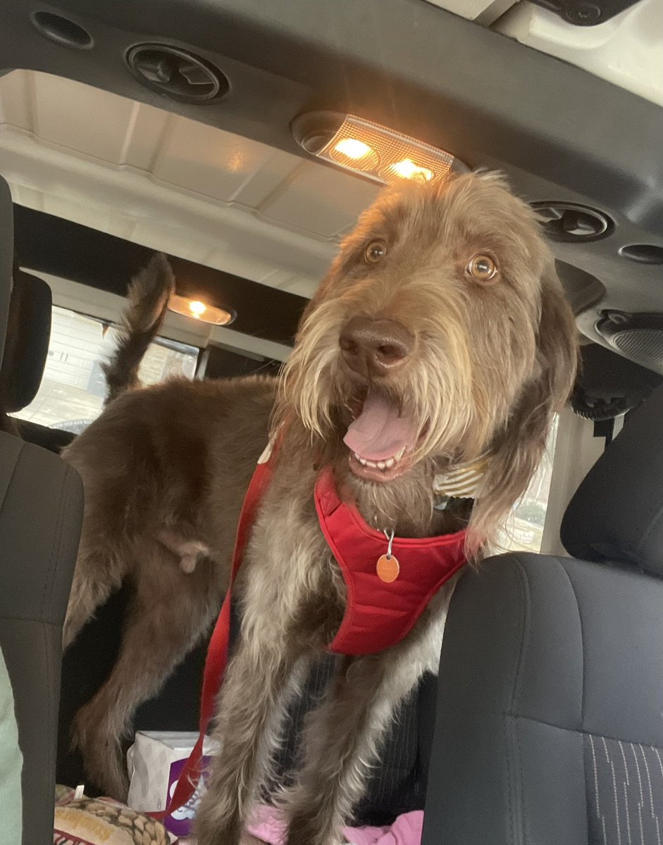 RobinRlbalder's tweet photo. UPDATE- Austin, TX, there has been no Socks sightings in two days which is so hard to believe and so very devastating. There are no words to describe the sadness and pain Bailey is experiencing…honestly, all of us! An 80 pound dog is pretty hard to miss!💔🤷🏻‍♀️😱😞 https://t.co/8kEBSILg3d