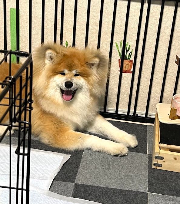 ちょっと忙しくなってきたので
目を温めることと犬を吸うことでなんとか日々生きてます。 