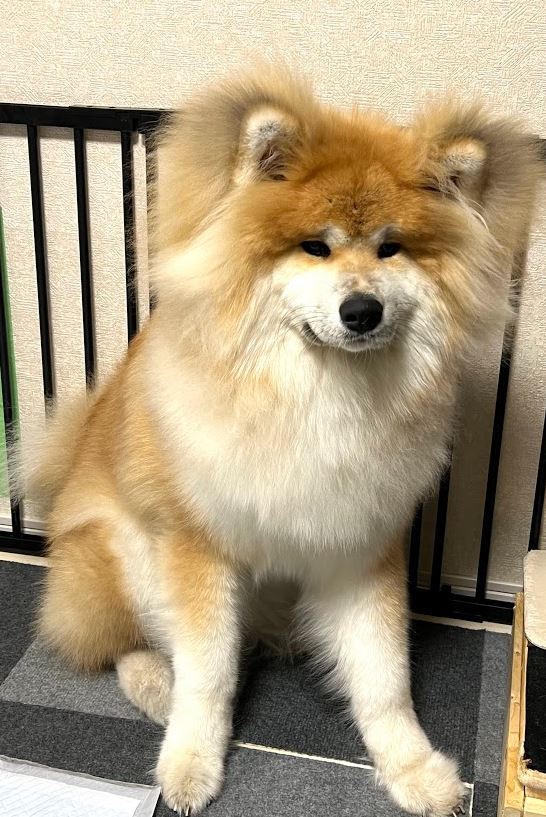 ちょっと忙しくなってきたので
目を温めることと犬を吸うことでなんとか日々生きてます。 