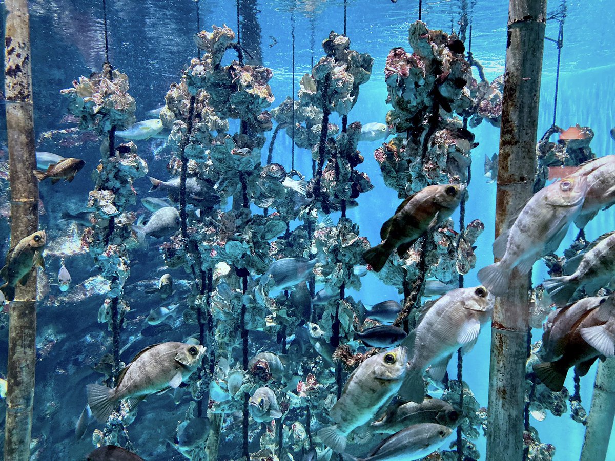 「海の杜水族館④マアナゴと牡蠣の養殖風景。 」|思兼のイラスト