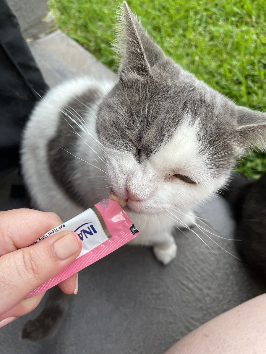 poppy_and_co's tweet photo. Myum nyum slorp *scronch noes* #CatsOfTwitter #catsoftwittter #catsontwitter #churu #inabachuru https://t.co/fkI9OGcpAb