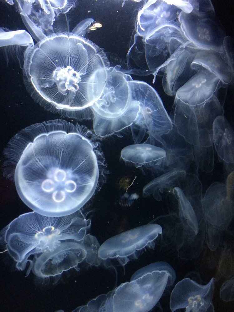 p1scis_'s tweet photo. ANCHOR // au; #purinz 
- ⚓️
Si el dolor se encarnase, entonces Huh Yunjin lo sería. La melodía de las olas y el aroma a sal atravesaban su ventana y mientras tocaba la guitarra lloraba con nostalgia. Desde que Kim Chaewon partió, su ancla también se perdió. https://t.co/PX0PnagC9d