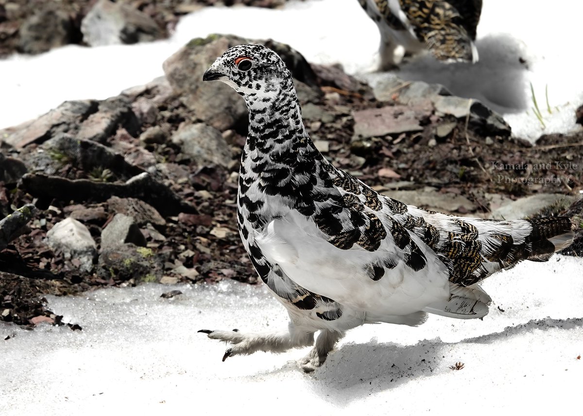 KamalaKyle's tweet photo. You can talk the talk, but can you walk the squawk?
Male White-tailed Ptarmigan strutting his stuff high up in the mountains!
#whitetailedptarmigan #lagopusleucura #ptarmigan #ptarmigans #birdphotography #birding #birdwatching #birdlovers #amazingbirds #audobonsociety #birdfreaks https://t.co/rrvP8rjLvm