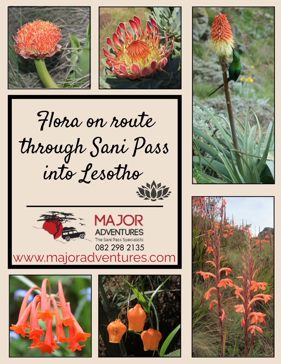 Major Adventures tweet media