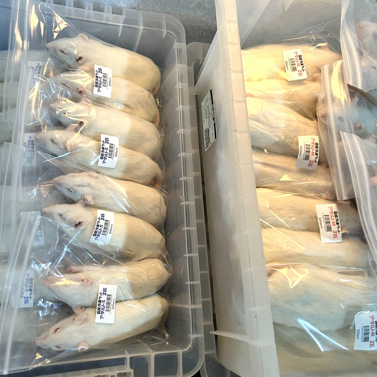 早瀬様専用】国産冷凍マウス ピンクL 300匹 ペット用品 ペットフード