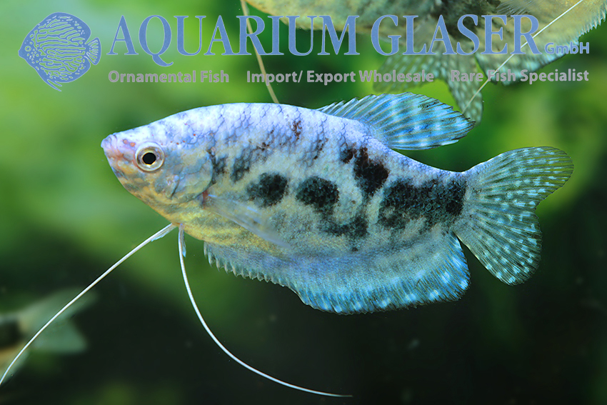 aquariumglaser's tweet photo. #Trichogaster #trichopterus "#Cosby"
find more details and pics @ https://t.co/kgExUnuDLM https://t.co/93P2cgH8jS