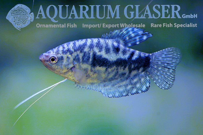 aquariumglaser's tweet photo. #Trichogaster #trichopterus "#Cosby"
find more details and pics @ https://t.co/kgExUnuDLM https://t.co/93P2cgH8jS